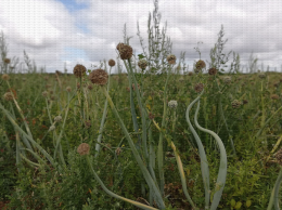 Culture d'oignons pour la production de semences, Bourgneuf (17)